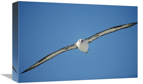 Global Gallery GCS-451431-1218-142 12 x 18 in. Laysan Albatross Soarin