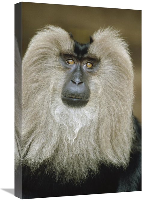 Global Gallery GCS-452436-1624-142 16 x 24 in. Lion-Tailed Macaque Por