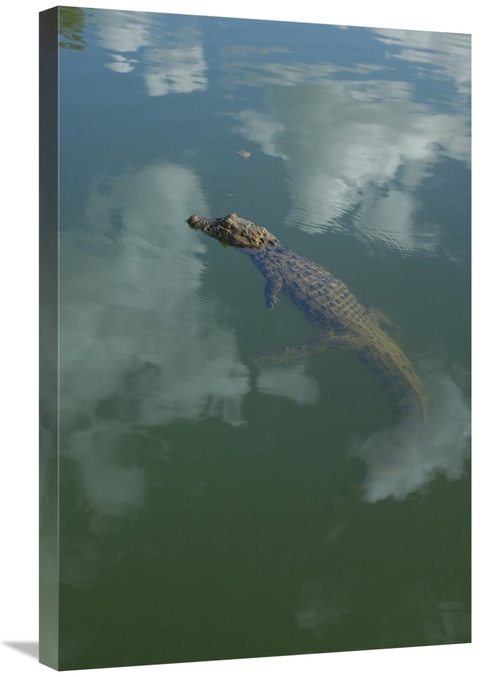 Global Gallery GCS-453211-2030-142 20 x 30 in. Broad-Snouted Caiman Fl