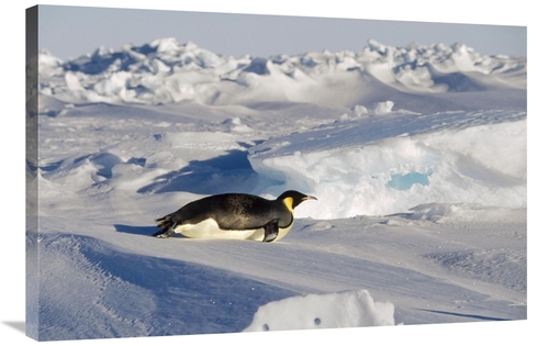 Global Gallery GCS-452372-2436-142 24 x 36 in. Emperor Penguin Tobogga