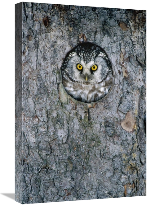 Global Gallery GCS-398510-1624-142 16 x 24 in. Tengmalms Owl or Boreal