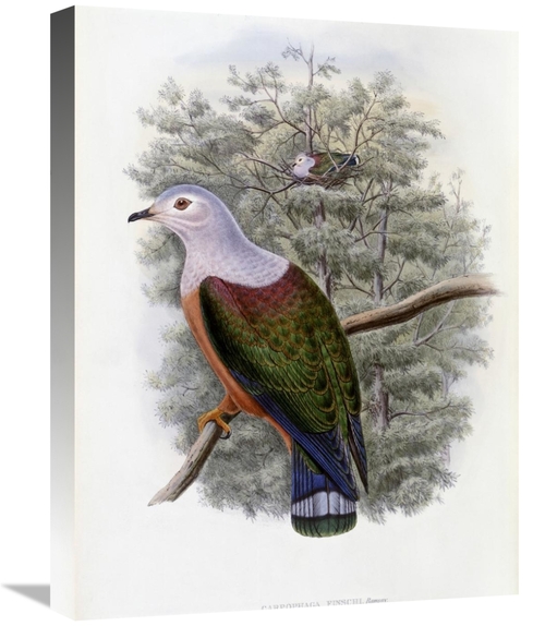 Global Gallery GCS-277758-22-142 22 in. Finschs Fruit-Pigeon Art Print