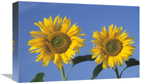 Global Gallery GCS-453610-1218-142 12 x 18 in. Common Sunflower Pair o