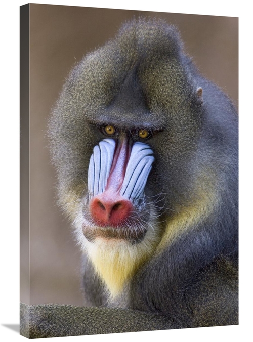Global Gallery GCS-395298-2030-142 20 x 30 in. Mandrill Male Portrait&
