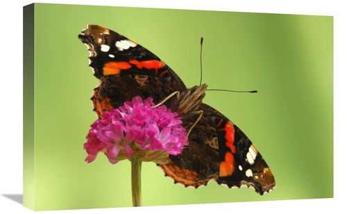 Global Gallery GCS-398008-1624-142 16 x 24 in. Red Admiral, Hoogel
