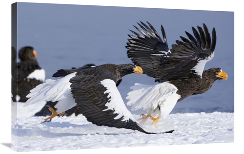 Global Gallery GCS-397432-2436-142 24 x 36 in. Stellers Sea Eagle Chas