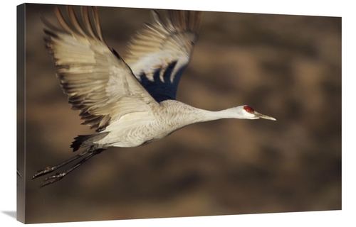 Global Gallery GCS-396376-2436-142 24 x 36 in. Sandhill Crane Flying&#