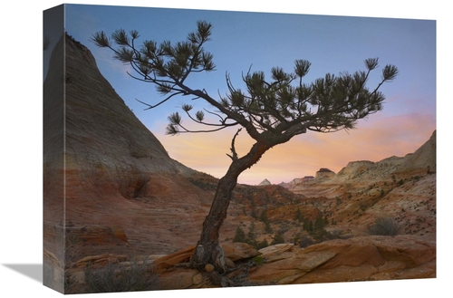 Global Gallery GCS-397058-1216-142 12 x 16 in. Lone Pine Tree with Eas