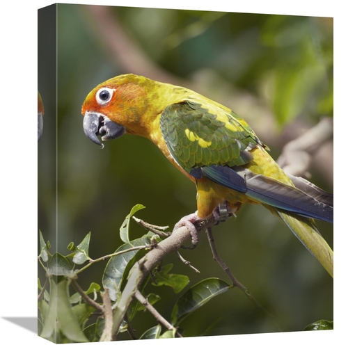 Global Gallery GCS-396082-16-142 16 in. Sun Parakeet, Native to So
