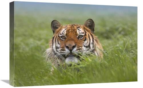 Global Gallery GCS-396153-1624-142 16 x 24 in. Siberian Tiger Snarling