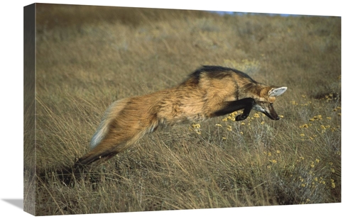 Global Gallery GCS-451655-1624-142 16 x 24 in. Maned Wolf Pouncing on 