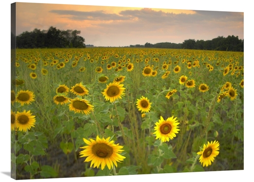 Global Gallery GCS-396674-3040-142 30 x 40 in. Field of Sunflowers&#44