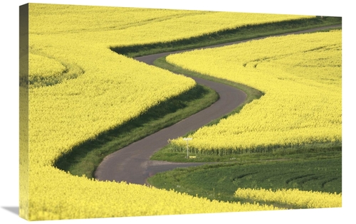 Global Gallery GCS-398081-2030-142 20 x 30 in. Field Mustard Fields & 