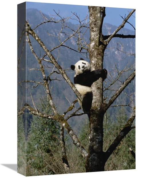 Global Gallery GCS-452335-1218-142 12 x 18 in. Giant Panda in Tree&#44