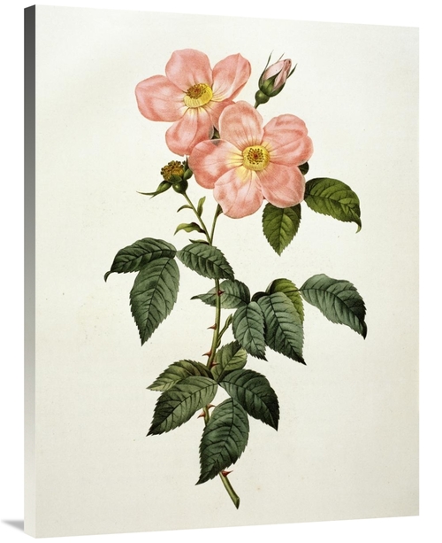 40 in. Rosa Indica Frangras - Flora Simplici Art Print - Pierre Joseph