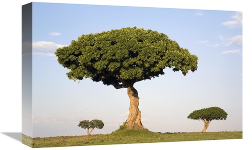Global Gallery GCS-395313-1218-142 12 x 18 in. Acacia Trees, Masai