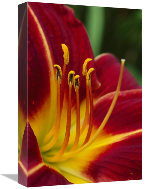 Global Gallery GCS-398023-1218-142 12 x 18 in. Flower Close Up Showing