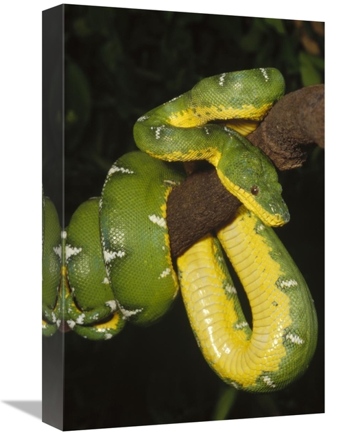 Global Gallery GCS-452732-1218-142 12 x 18 in. Emerald Tree Boa Hangin