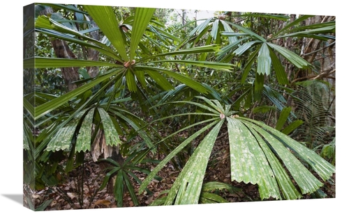 Global Gallery GCS-453631-1624-142 16 x 24 in. Salai-Pathi Leaves,