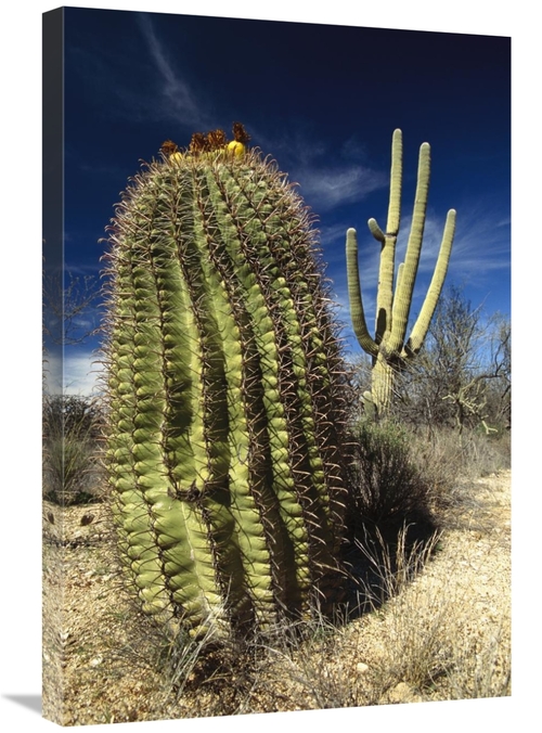 Global Gallery GCS-395775-2030-142 20 x 30 in. Saguaro with Fishhook B