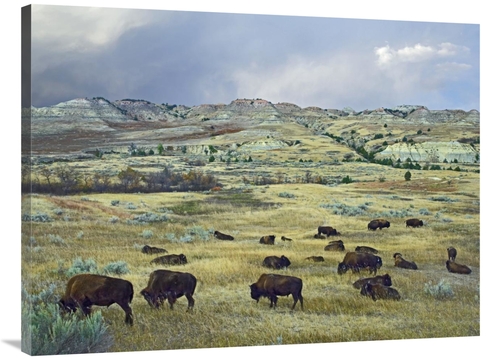 Global Gallery GCS-452245-3040-142 30 x 40 in. American Bison Herd Gra