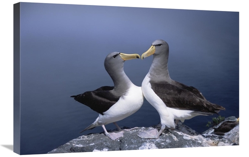 Global Gallery GCS-451778-2030-142 20 x 30 in. Chatham Albatross Court