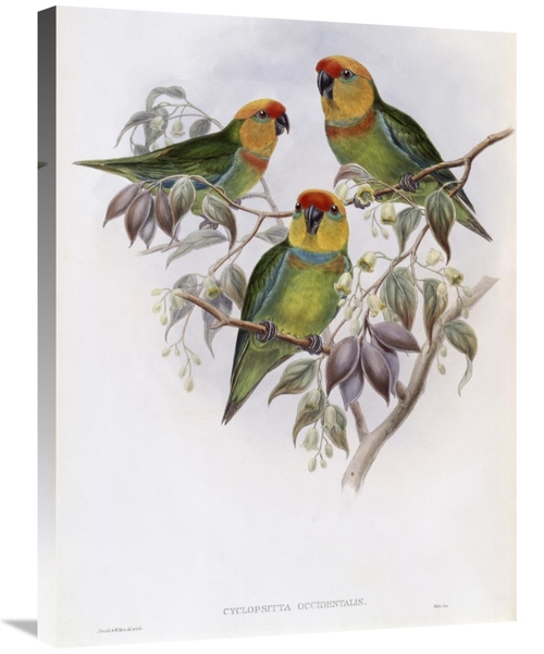 Global Gallery GCS-277796-30-142 30 in. Western Perroquet Art Print - 