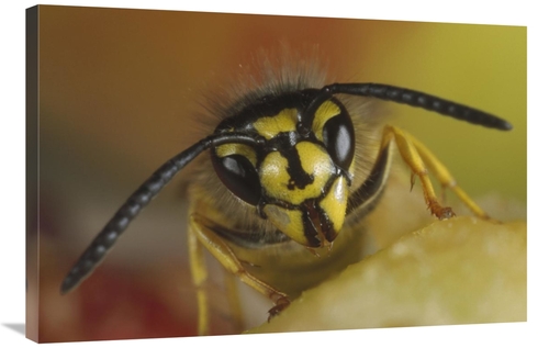 Global Gallery GCS-452511-2436-142 24 x 36 in. Yellowjacket Wasp Feedi