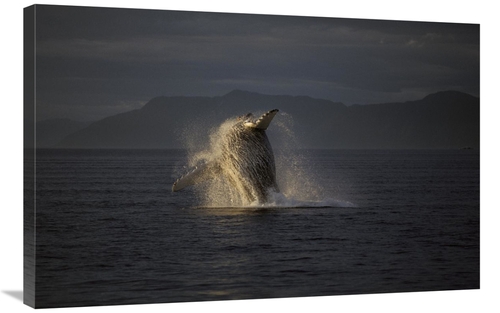 Global Gallery GCS-453548-2436-142 24 x 36 in. Humpback Whale Breachin