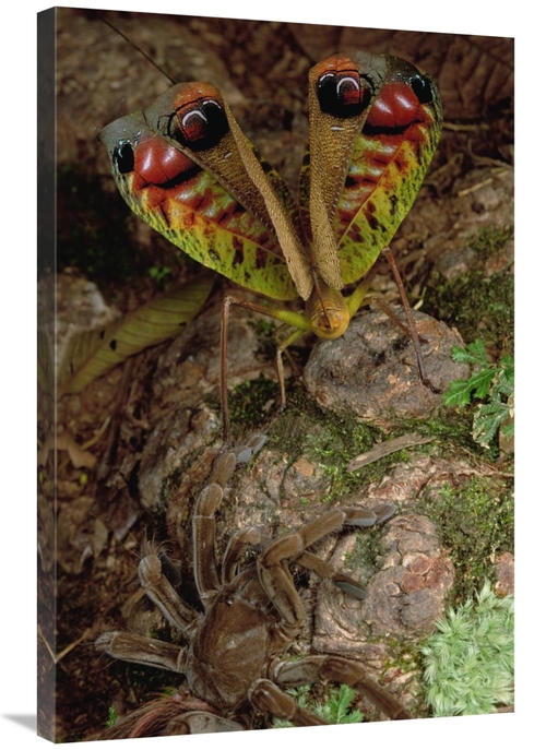 Global Gallery GCS-450800-2436-142 24 x 36 in. Tarantula Touching A Gi