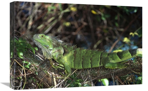 Global Gallery GCS-452358-1624-142 16 x 24 in. Green Iguana Female&#44