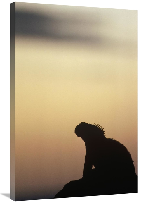 Global Gallery GCS-451318-2436-142 24 x 36 in. Marine Iguana Silhouett
