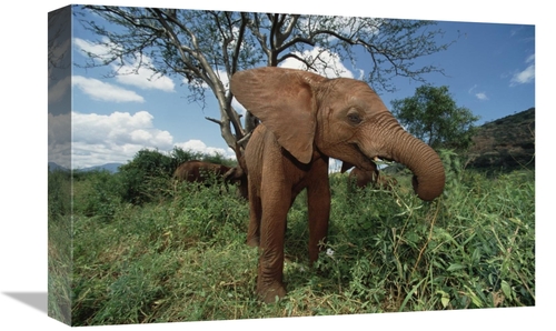 Global Gallery GCS-453015-1218-142 12 x 18 in. Orphan Baby Natumi Feed