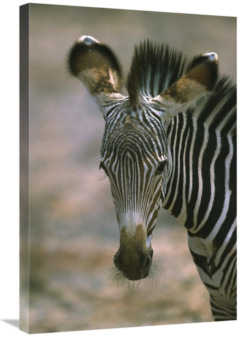 Global Gallery GCS-398467-2030-142 20 x 30 in. Grevys Zebra Foal, 