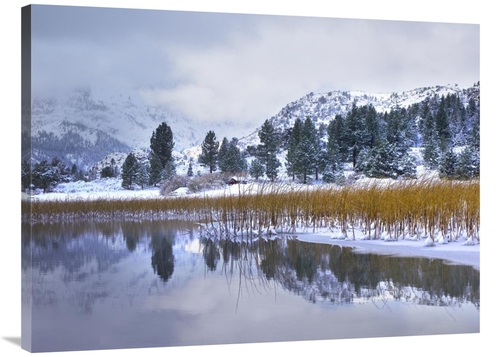 Global Gallery GCS-397047-3040-142 30 x 40 in. Reeds Growing Through F