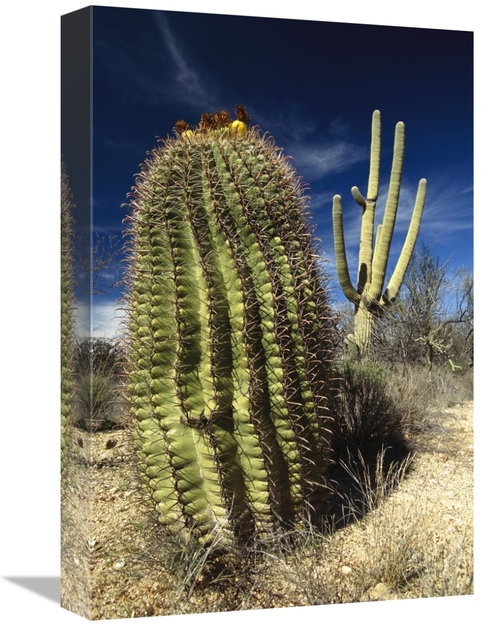 Global Gallery GCS-395775-1218-142 12 x 18 in. Saguaro with Fishhook B