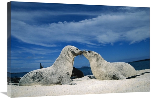 Global Gallery GCS-451159-2436-142 24 x 36 in. Galapagos Sea Lion Pups