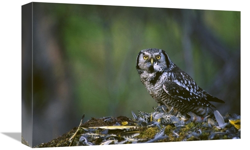 Global Gallery GCS-451929-1218-142 12 x 18 in. Northern Hawk Owl Feedi