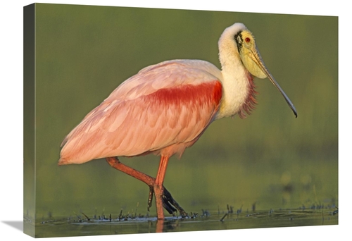 Global Gallery GCS-396116-1824-142 18 x 24 in. Roseate Spoonbill Wadin