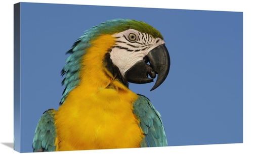 Global Gallery GCS-453227-2030-142 20 x 30 in. Blue & Yellow Macaw Por