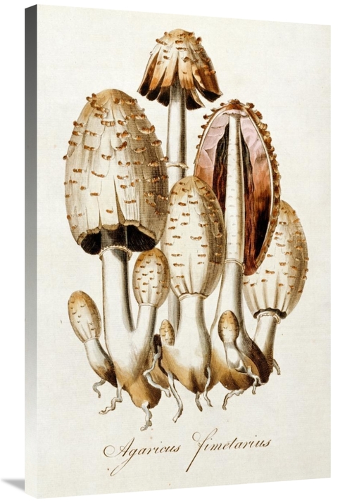 Global Gallery GCS-266138-36-142 36 in. Egg Mushroom Art Print - Willi