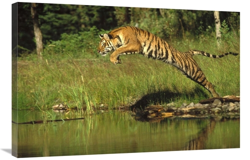 Global Gallery GCS-396151-2436-142 24 x 36 in. Siberian Tiger Leaping 