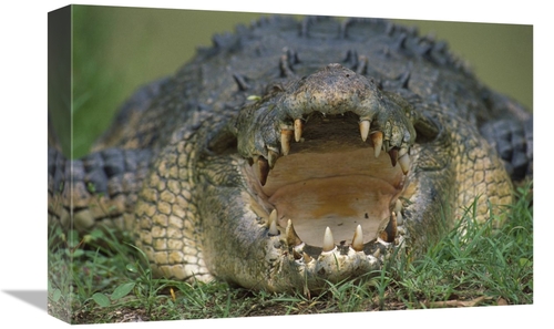 Global Gallery GCS-395901-1218-142 12 x 18 in. Saltwater Crocodile or 