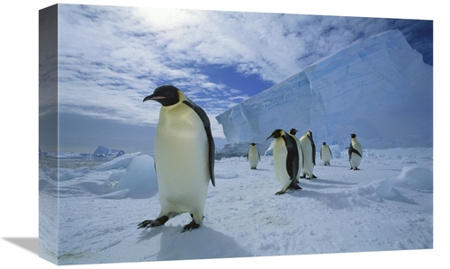 Global Gallery GCS-451728-1218-142 12 x 18 in. Emperor Penguin Crossin