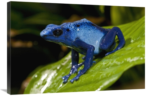 Global Gallery GCS-450921-2436-142 24 x 36 in. Blue Poison Dart Frog V