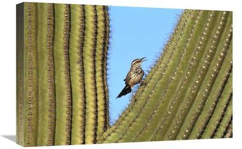 Global Gallery GCS-453279-1624-142 16 x 24 in. Cactus Wren Perched on 