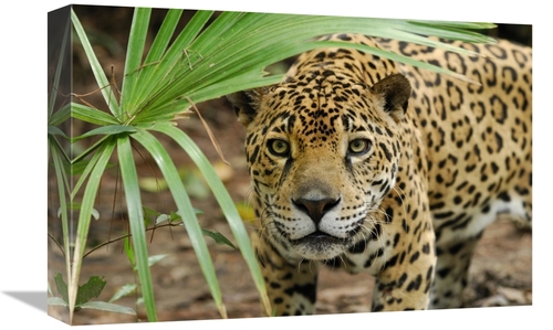 Global Gallery GCS-397638-1218-142 12 x 18 in. Jaguar Peering Through 