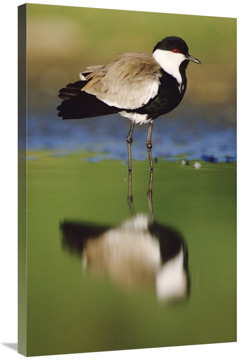 Global Gallery GCS-396503-36-142 36 in. Spur-Winged Plover with Its Re