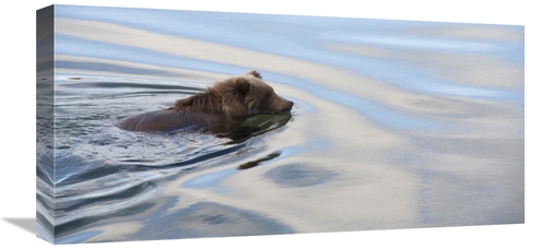 Global Gallery GCS-395417-1224-142 12 x 24 in. Grizzly Bear Swimming&#