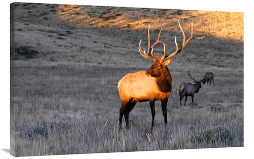 Global Gallery GCS-486541-44-142 44 in. Elk at First Light Art Print -